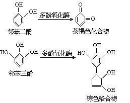 多酚氧化酶