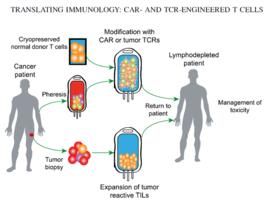 CAR-T