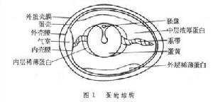 蛋和蛋製品