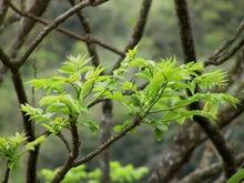 食茱萸