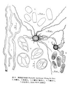 博落回白粉菌