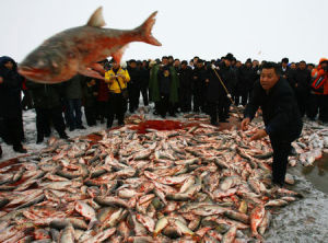 中國松原第六屆查乾湖冰雪捕魚旅遊節當日共捕撈9萬斤