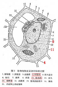 細胞質遺傳