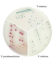 中國檢驗檢疫科學研究院