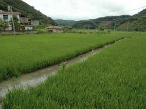 曼賀回村-水田