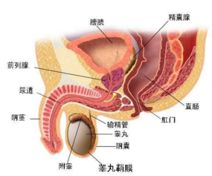 睪丸墜脹