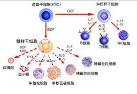 血小板因子4