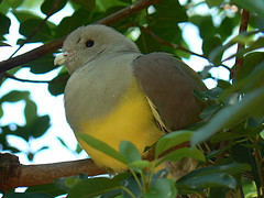 黃腹綠鳩