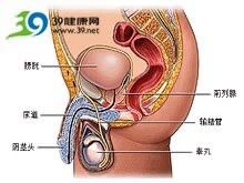 陰莖折斷