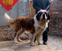 St. Bernard (dog)