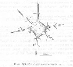 銳棘環孔蟲