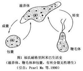 軸周性硬化性腦炎