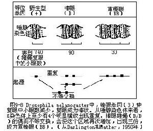 棒眼基因突變機制