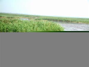 北衡水湖國家級自然保護區
