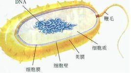 細菌結構