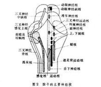 腦幹神經核