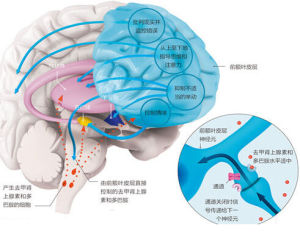 前額皮層