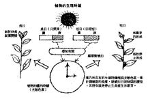 光敏素