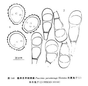 隱果