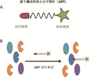 分子探針