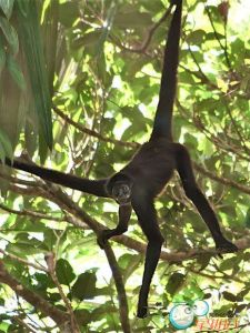 褐蛛猴