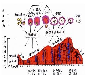 經期示意圖