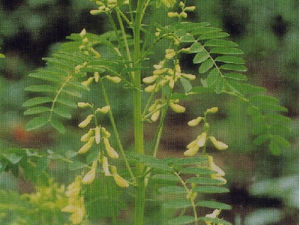 蒙北野生植物