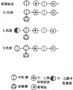 RH血型不合溶血病