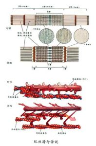 肌絲滑行學說