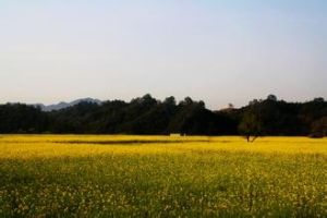 鴛鴦塘村