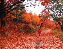 五頂山國家森林公園