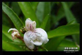 小駁骨[爵床科植物]