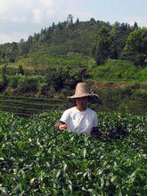 烈日下，龐宇娟在茶園裡採茶