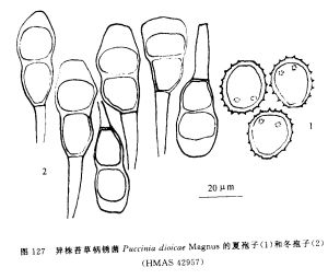 異株苔草柄鏽菌