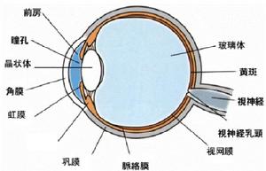 （圖）角膜