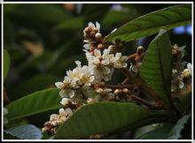 枇杷樹開花圖