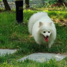 日本狐狸犬