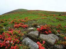 中國最美的高山杜鵑花兔耳嶺