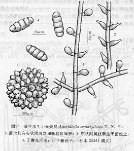 黃牛木生小光殼炱