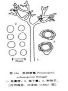 刺孢裸胞殼