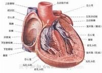 病毒性心肌炎