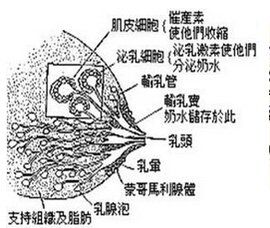 蒙哥馬利腺