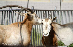 煙臺南山公園動物園