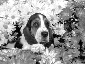 Basset Hound