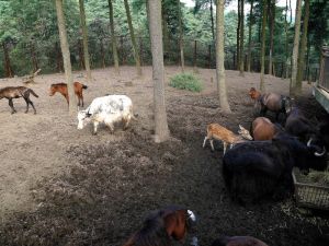 貴陽野生動物園