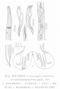 蛇形毛圓線蟲