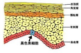 黑色素細胞