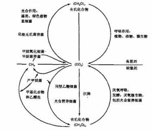 群體生態學