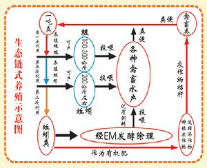 鏈式養殖