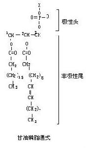 脂質